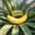 ai banana